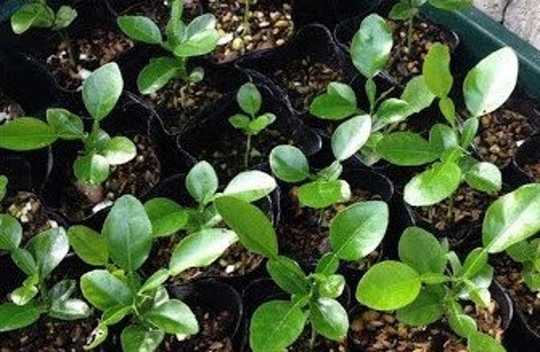 Sale Special Offer Live Kaffir Lime Plant, 3-4 Inches Kaffir Bare Root Lime, Seedling