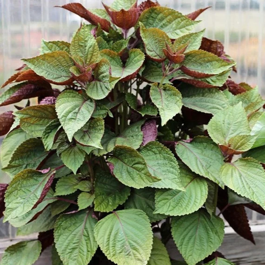 Vietnamese Shiso Perilla, 100 Seeds, Jeok Ssam Ip Herb Seeds Oriental Large Leaf Purple Perilla Heirloom Non-Gmo Us Farm Free Shipping
