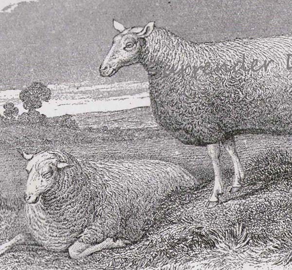 Leichester Sheep Ram Ewe 1892 Victorian Husbandry Antique European Agriculture Chart To Frame Black & White