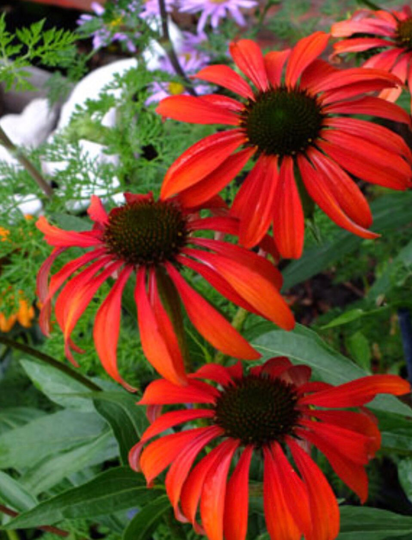 Echinacea | "Tomato Soup' Red Coneflower 1 Quart Size Free Shipping
