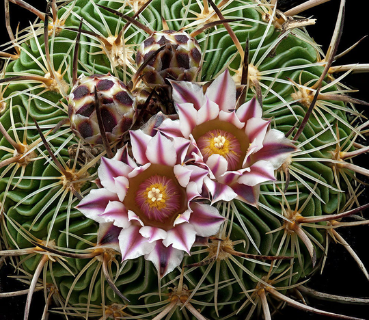 Echinofossulocactus Zacatecasensis Seeds, Pkt Of 20