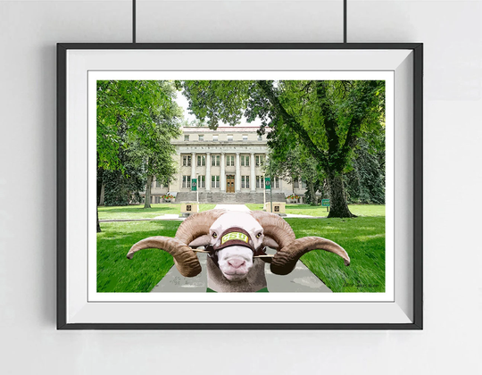 Cam The Ram in The Oval At Csu