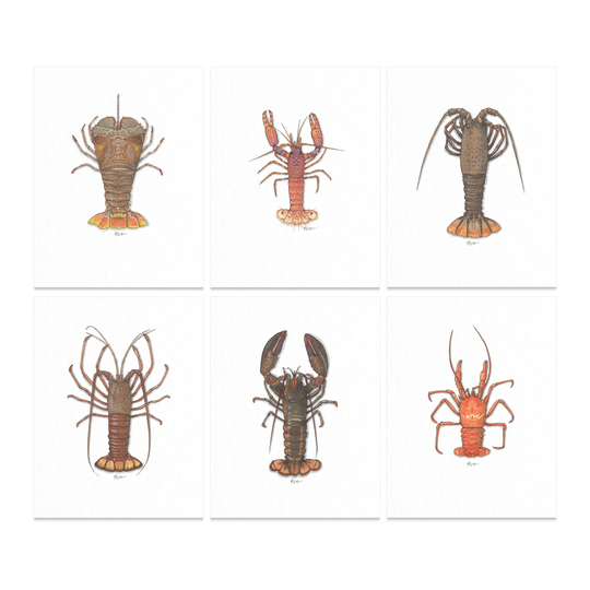 Lobsters Series 2/2/8.5 X 11 Art Print Watercolor Illustration Home Decor Shellfish Lobster Seafood Nature Crustacean