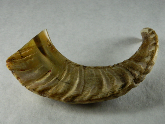 1 Natural Rams Horn - Ethically Harvested Sheep Horn; Jewelry Making, Craft Projects, Cosplay Perfect Gift, Chew Toy, Zq35