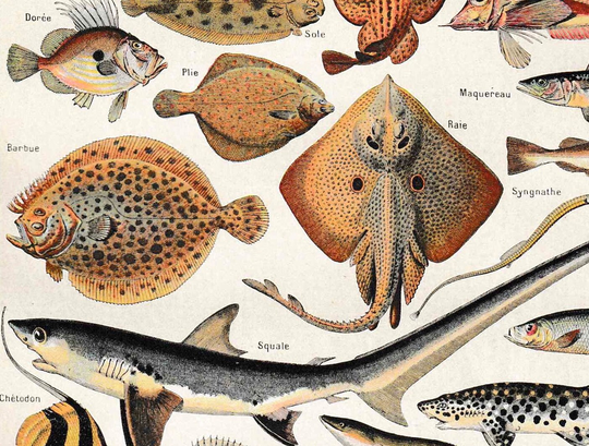 Antique French Print Fish Book Page Plate 1910S Colored Engraved Illustration