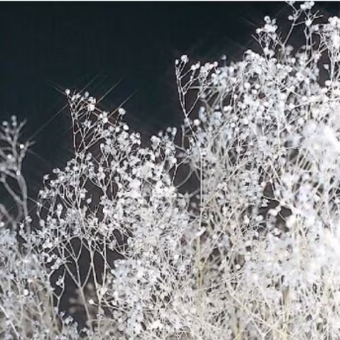 Preserved Flower Mini Baby's Breath Glitter - White Rame