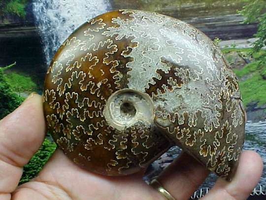 Large Polished Ammonite Fossil Reviewing Releasing Obsolete Patterns & Programming, Awakening Ancient Knowledge Within
