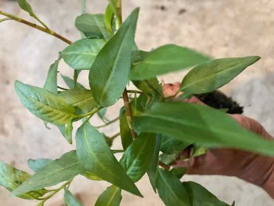Vietnamese Coriander Live Plants, Fresh Cilantro Plant, Free Ship, Rau Ram, Laksa Leaves