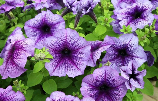 Petunia - Dwarf Veined Flowers Blend 0.1G/100 Organic Seeds Multiflora F2 Hybrids Gmo Free