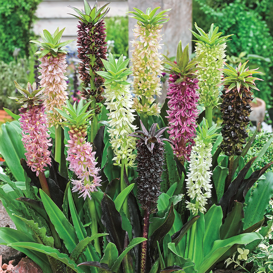Breck's 3-Pack Pineapple Lily Blend Bulbs | 05005