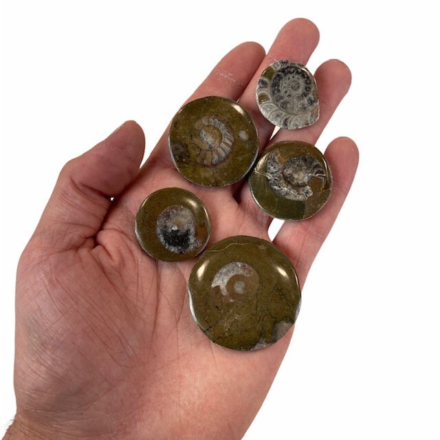 Lot Fossilized Ammonite Polished Buttons 5-Pack