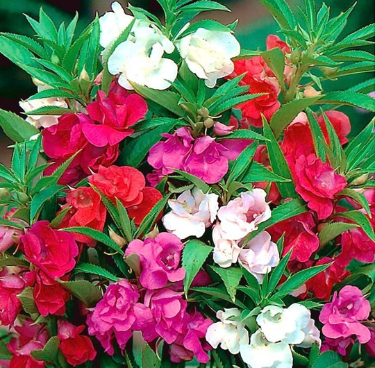Rose Garden Dwarf Balsam Flowers Blend 0.5G/100 Seeds - Impatiens Balsamina Gmo Free