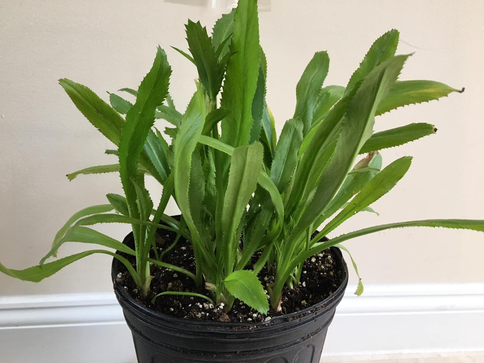 3 CULANTRO Eryngium foetidum Thai and Vietnamese parley Ngo Gai, live Plant,USA!