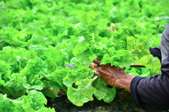 Usa Seller Arianna Lettuce 200 Seeds Heirloom