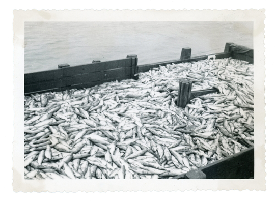 Vintage Snapshot ~ Pile Of Fish Abstract Photo O3