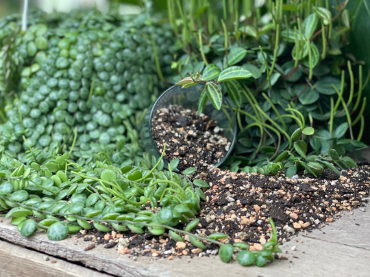 Peperomia Perfect Potting Blend | Mix For All Varieties