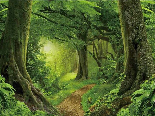 Merlin's Forest Perfume, Mist, Soap, Wash, Shampoo, Conditioner, Lotion, Scrub, Deodorant, Powder, Butter, Beard, Wax Melts