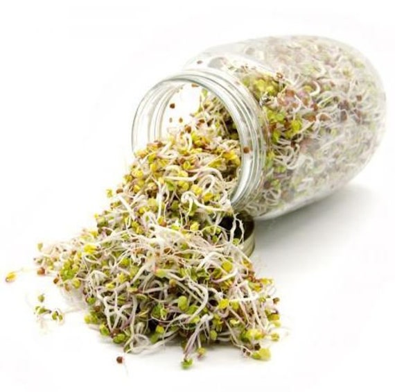 Zesty Bean Sprouting Seed Blend - Organic Non Gmo Heirloom Seeds Microgreen Usa Garden | Fresh 2021
