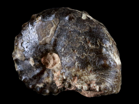 2.8" Mammites Nodosoides Ammonite Fossil Shell Upper Cretaceous Age Jbel Timetrout Atlas Mountains Morocco Free Shipping