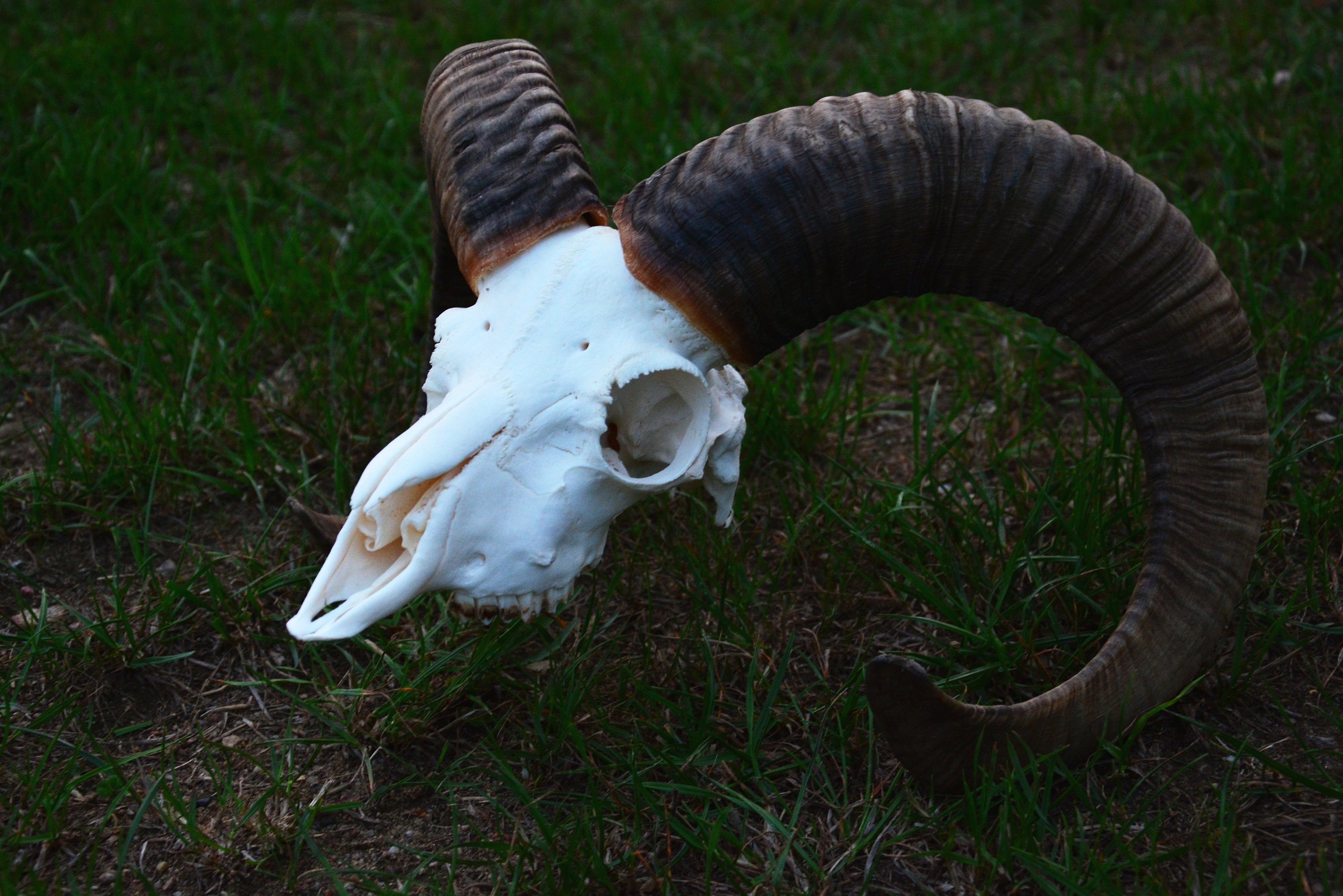 Real Mouflon Skull Rare Carved Sheep/ Ram Skull With Horns/Carving Home Decor Real Exclusive