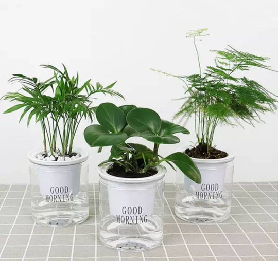 Self Watering Pot. Leca Pot