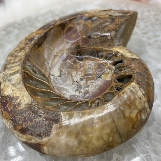Unique Natural Ammonite Bowl, Fossil Bowl, Rare Conch, Quartz Crystal, Healing Dish