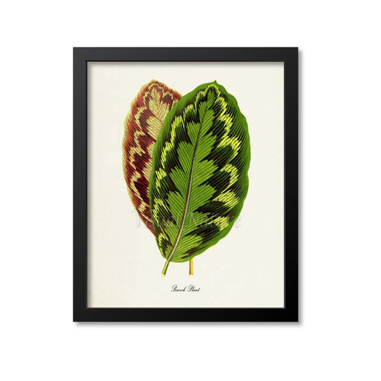 Peacock Plant Art Print, Botanical Wall Art, Brown Green Leaves, Calathea Makoyana