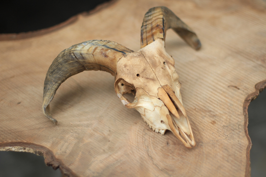 White Ram Skull. Male. Cute, Compact But With Huge Horns. Im in Love