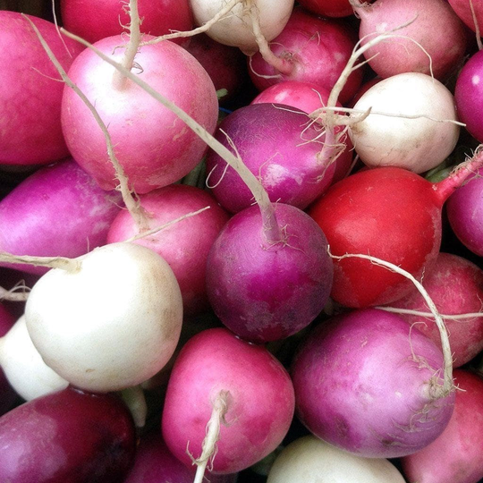 Heirloom Easter Egg Blend Radish Seeds