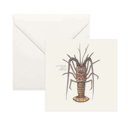 Lobsters Caribbean/Spiny Lobster Notecard Thank You Message Card Illustration Crustacean Shellfish Seafood Culinary