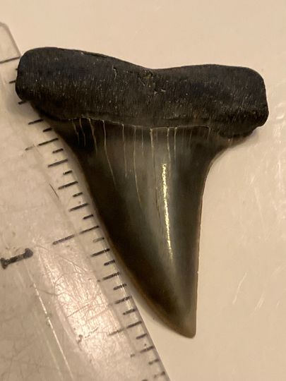 Pristine Fossil Mako Tooth