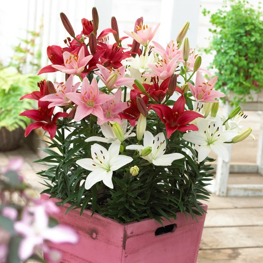 Van Zyverden 7-Count Lilies Sorbet Patio Container Blend Bulbs | 83676