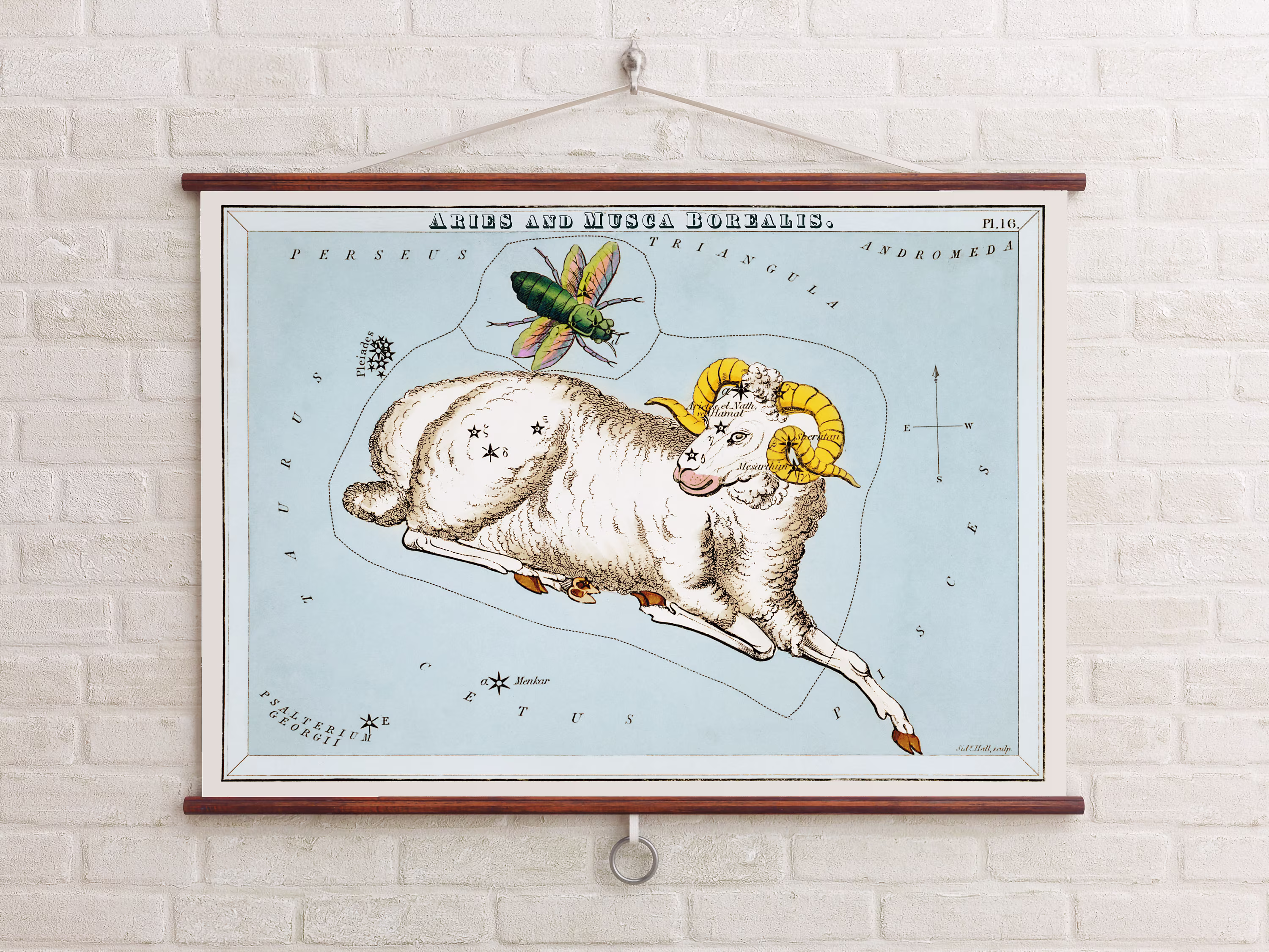 Sidney Hall's | 1831 Aries & Musca Borealis | Print Taurus Constellation Ram Astrology Gift Giclee Andromeda
