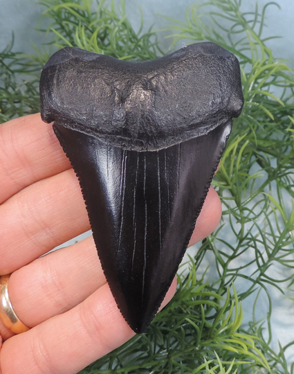 Great White Sharks Tooth Replica