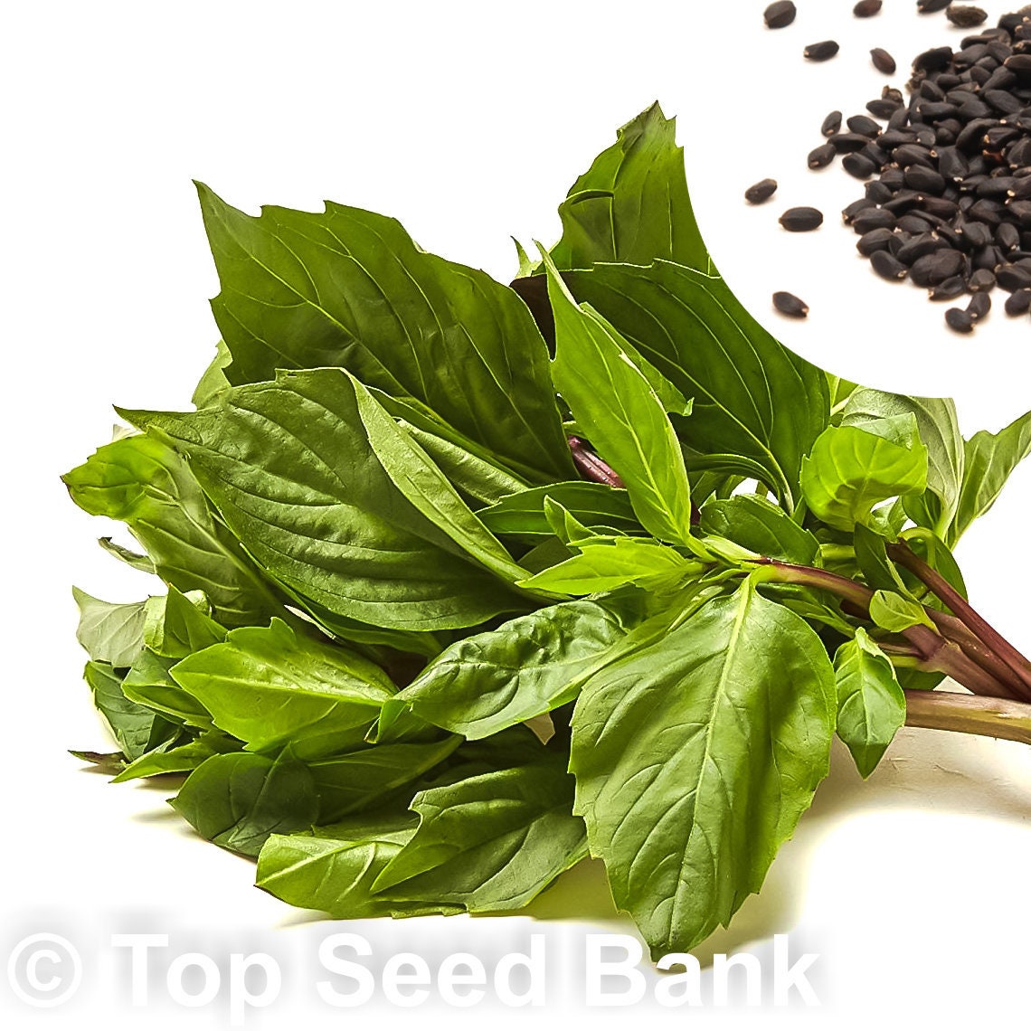 50+ Large Leaf Thai Basil Seeds, Sweet Basil, Hng Qu L To + Free Gift | Non-Gmo, Heirloom Top Seed Bank