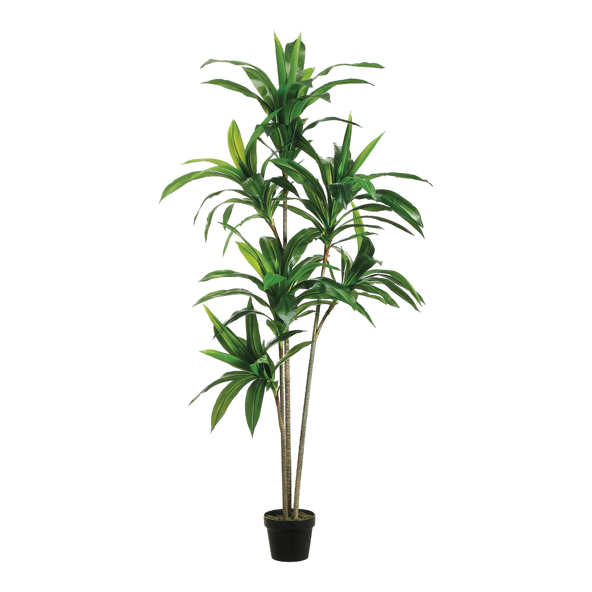 Faux Dracaena Tree with 3 Trunks by World Market