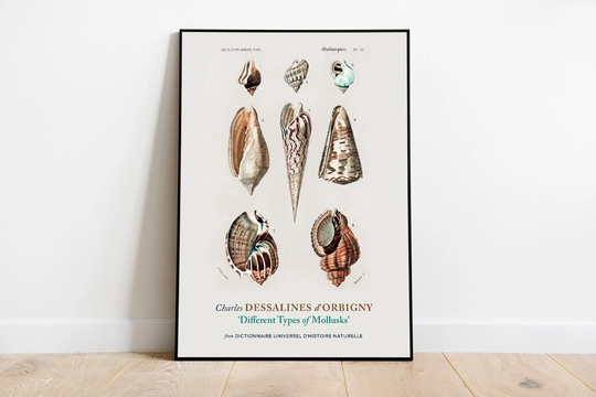 Different Types Of Mollusks Print Poster By Charles Dessalines Orbigny, Aesthetic Wall Decor, Art Prints, Seafood