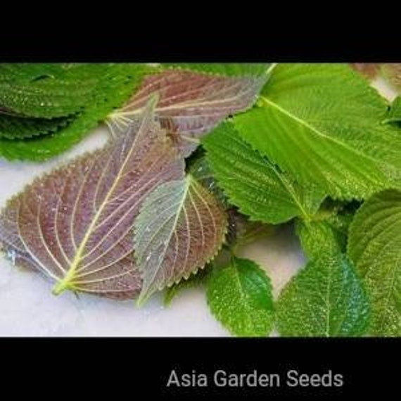1.5G 400 Vietnamese Perilla Jeok Ssam Ip Seeds; Shiso;non-Gmo