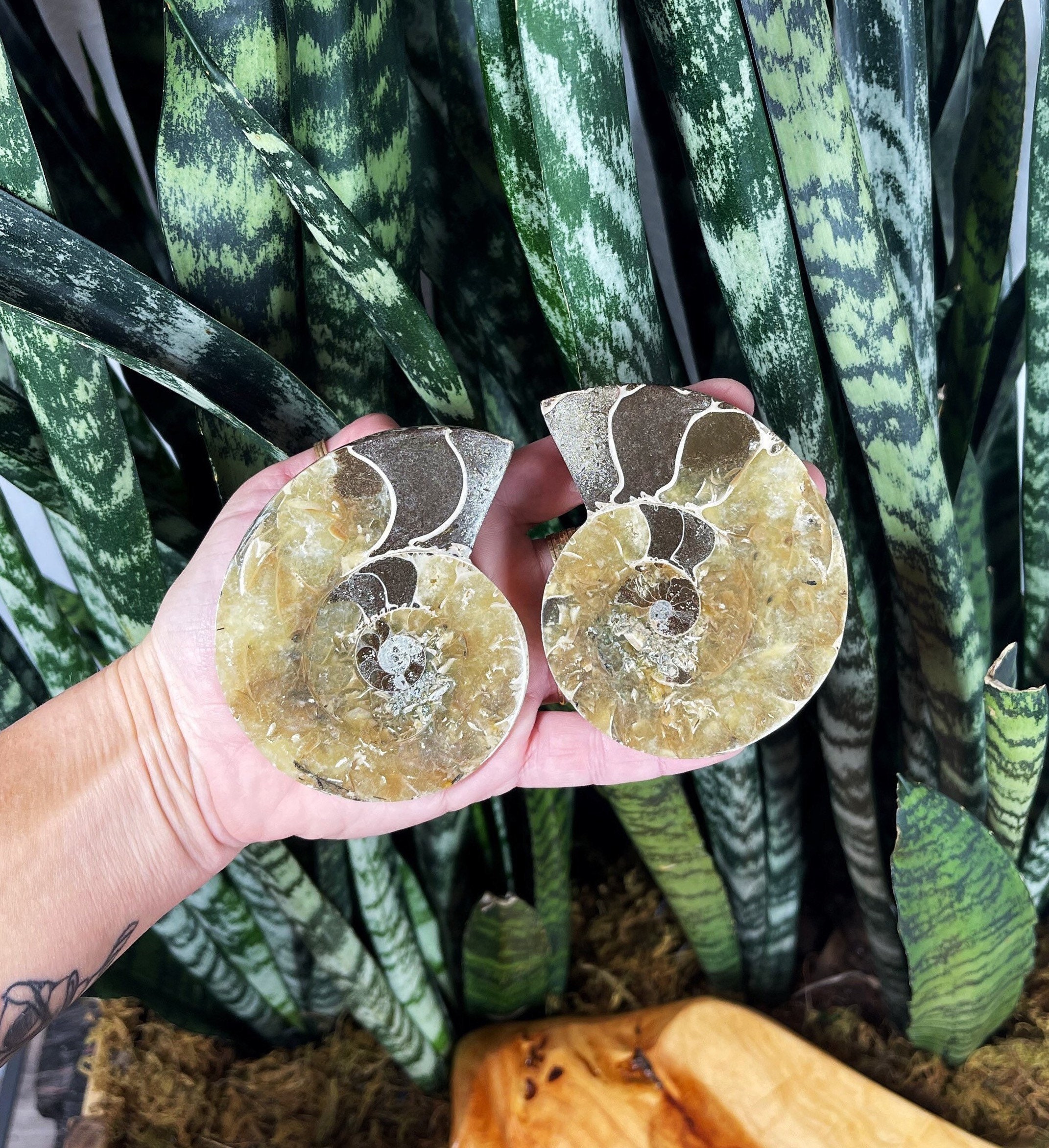 Ammonite Fossil Pair - Fibonacci Fossils Support Change & Positive Motion