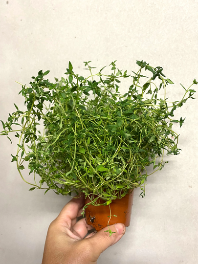 Thyme Living Herb