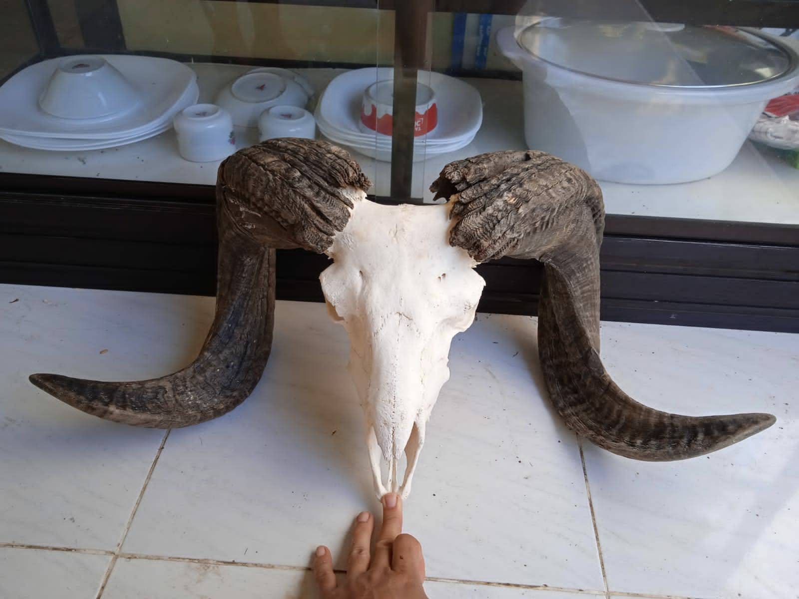 Ram Skull Request Customs Design Sheep