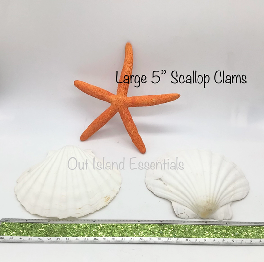 Large Baking Clam | Semi-White Scallop 5 Inch Shell