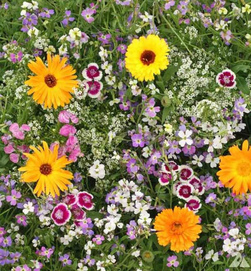 Fragrant Flowers Blend - Seeds Organic Non Gmo Heirloom Flower USA Garden | Fresh 2022