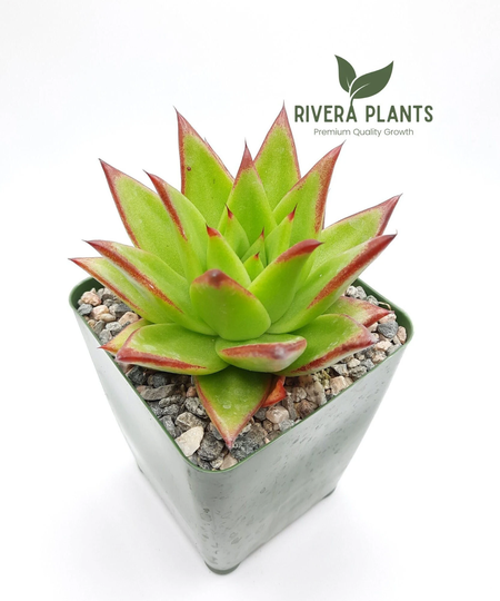 Small Echeveria Agavoides "Lipstick' | 3.5 Inch Rare Succulent Red Edge Rosette Live Plant