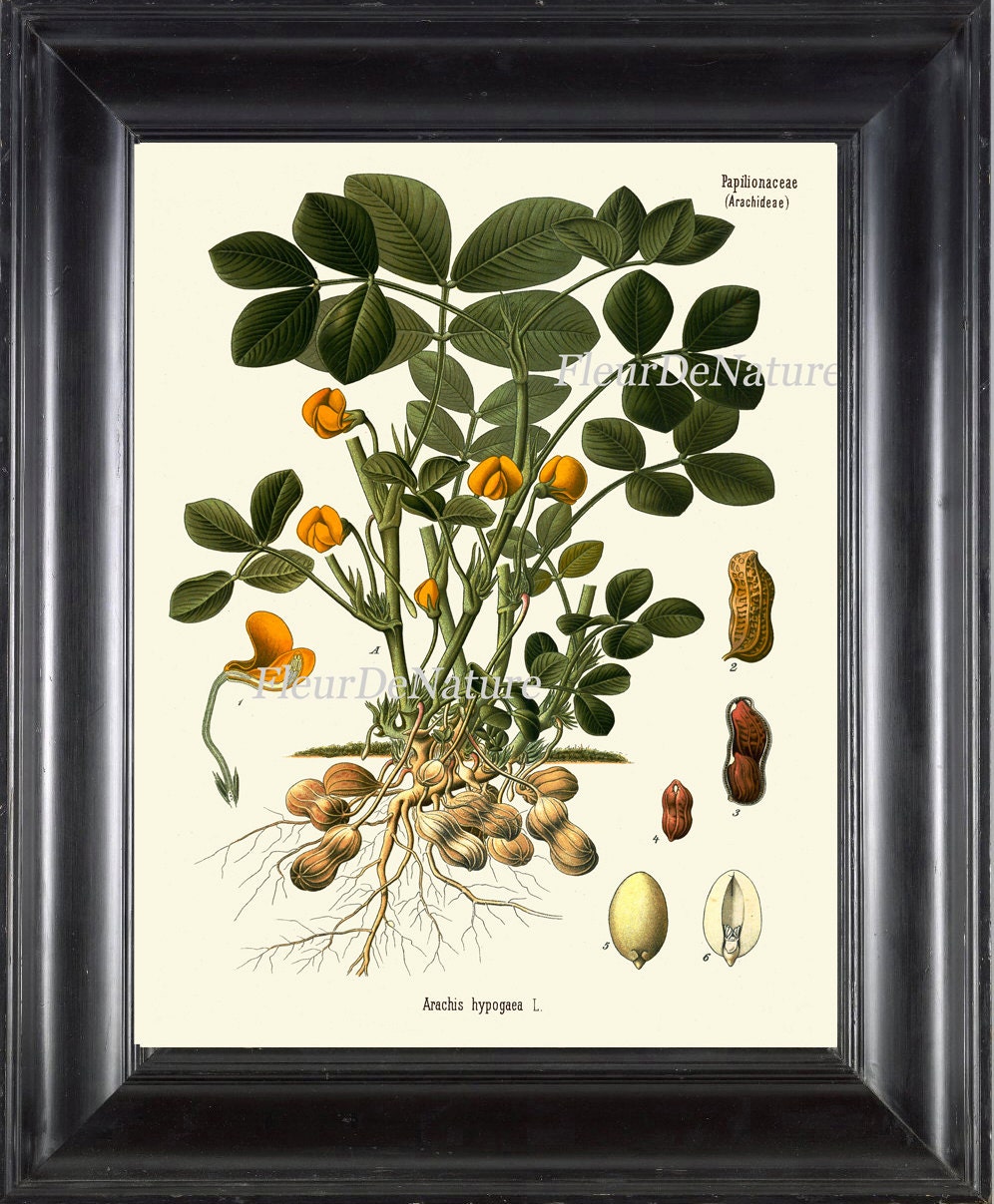 Peanut Botanical Art Print Kohler Herb 8x10 20 Beautiful Antique Peanuts Nut Plant Chart Cooking Book Plate Illustration Room Wall Decor