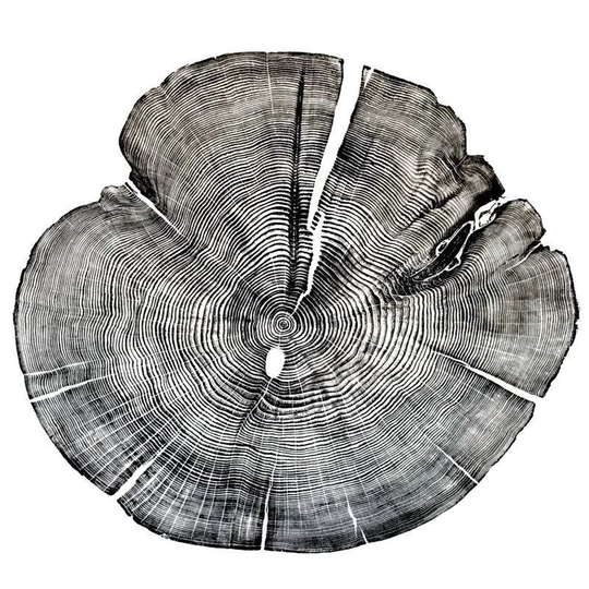 100 Year Old Juniper Tree Rings Print, 24 X 36 Premium Wood Cut Wall Art, Meaningful Home Gift, Floral Print
