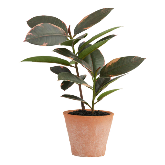 Mini Faux Rubber Plant in Terracotta Pot: Green/Pink by World Market