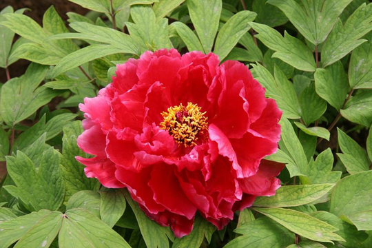5 Red Peony Flower Seeds B5000-5