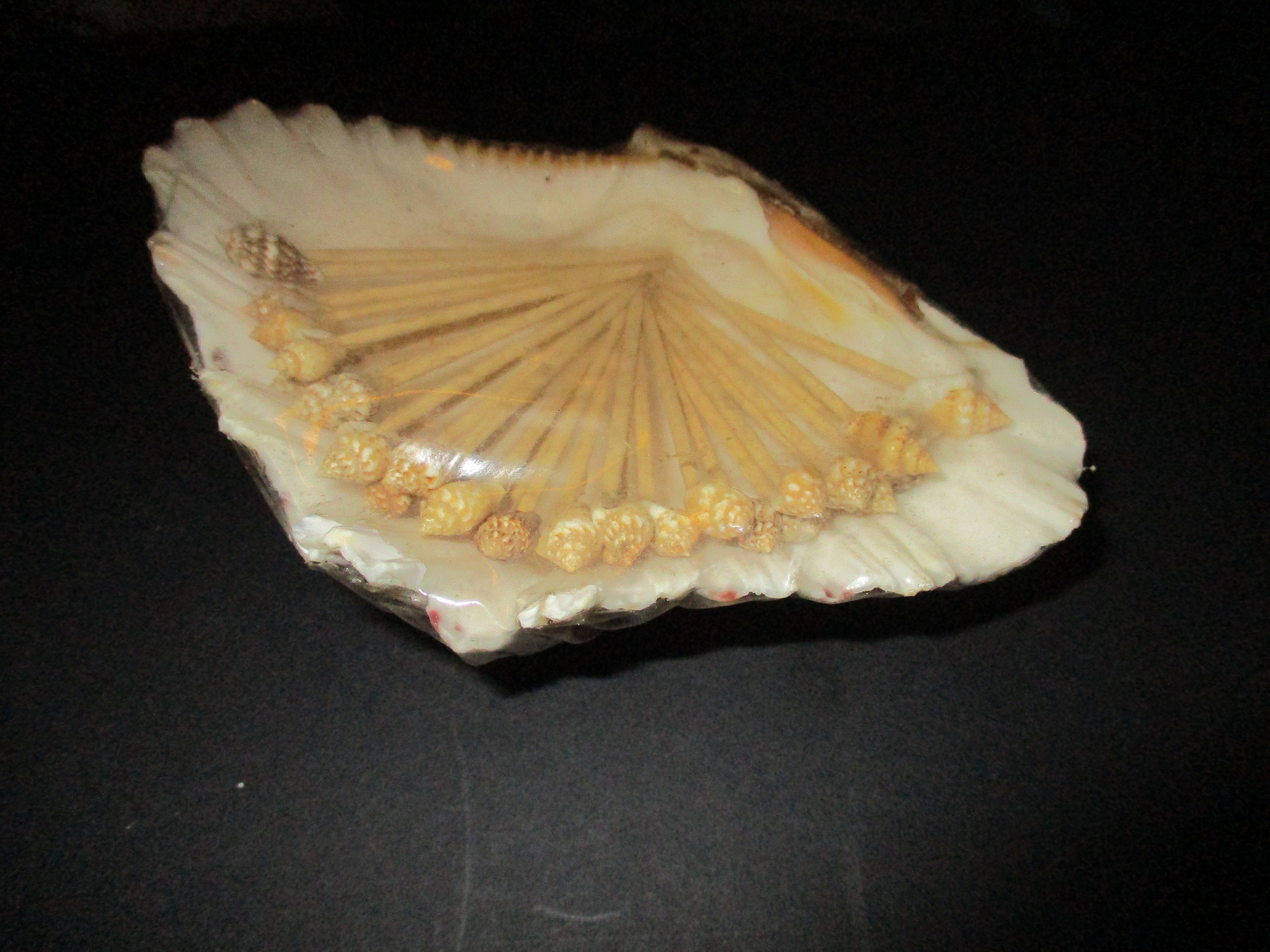 Seashell Topped Toothpick Cocktail Skewers - Rare Vintage Set Of 30 Conch Shell Topped Wood Toothpicks in Oyster Holder New Unopened