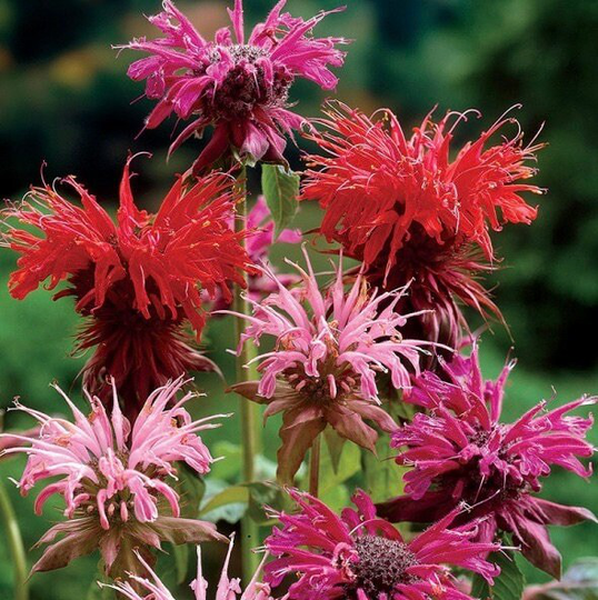 Bee Balm - Bergamot Flowers Blend 0.1G/50 Organic Seeds Monarda Didyma Gmo Free